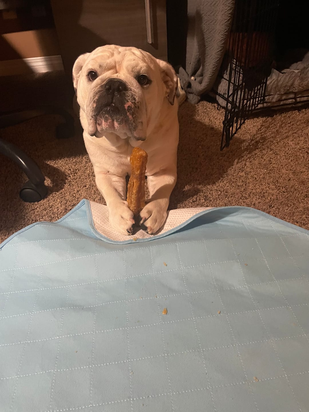 Customer photo review of Himalayan Yak Chew (MEGA)