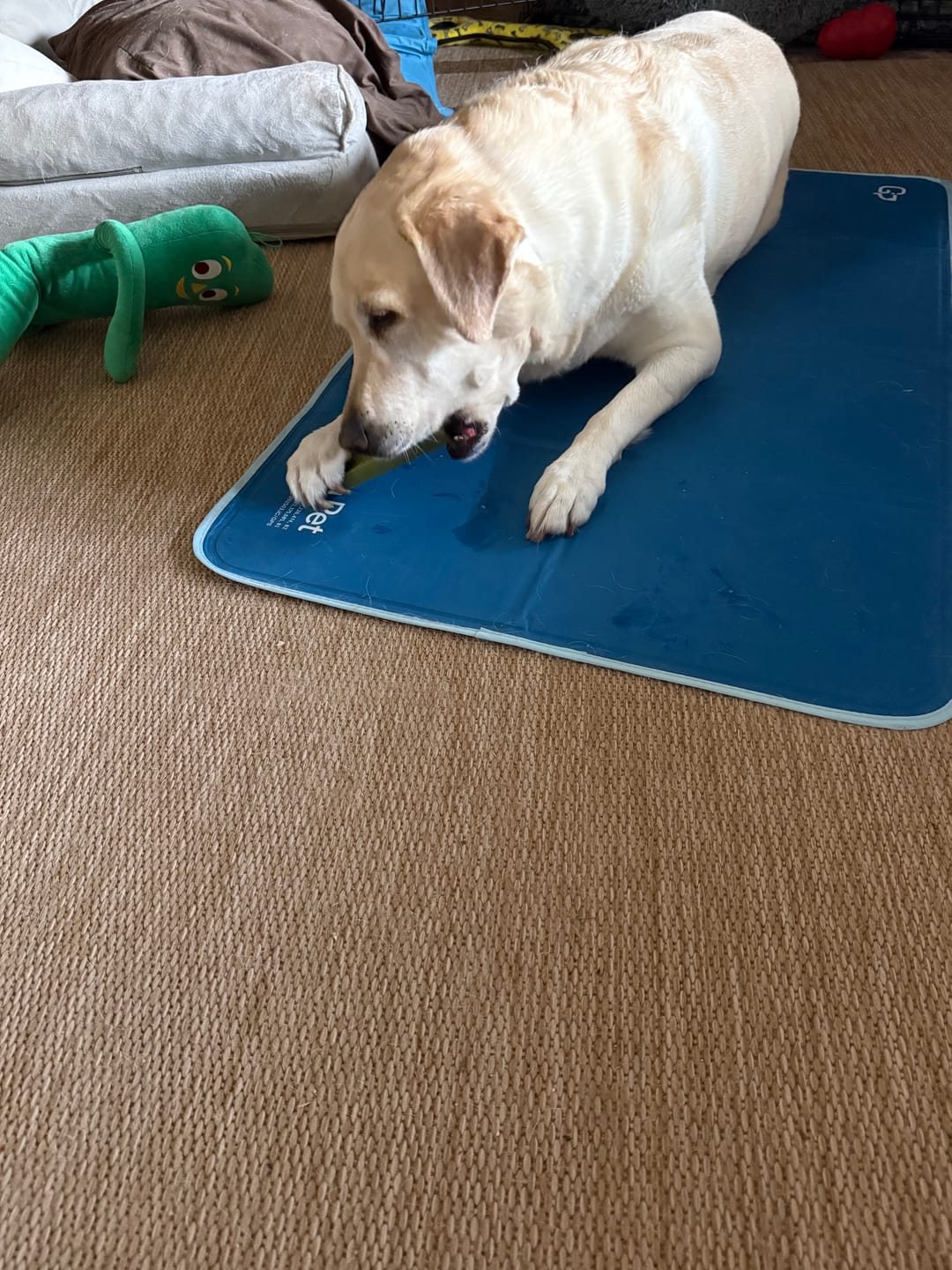 Customer photo review of Mint Yak Chews One Size Fits All