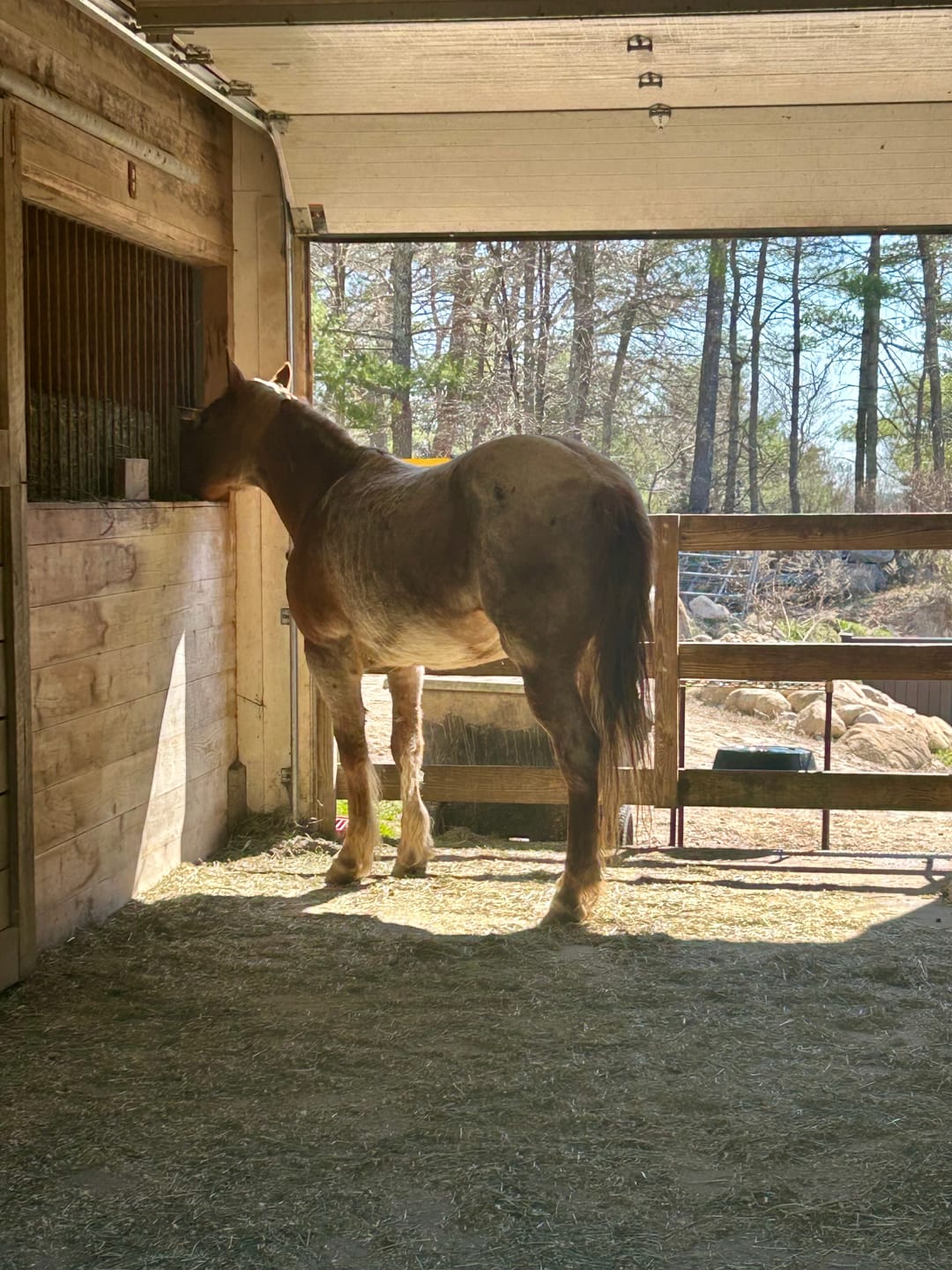 Customer photo review of Western Straight Orchard Grass Hay, 2nd Cut (Click here for Qty Discount)- Includes delivery and ground level stacking with our forklift too!