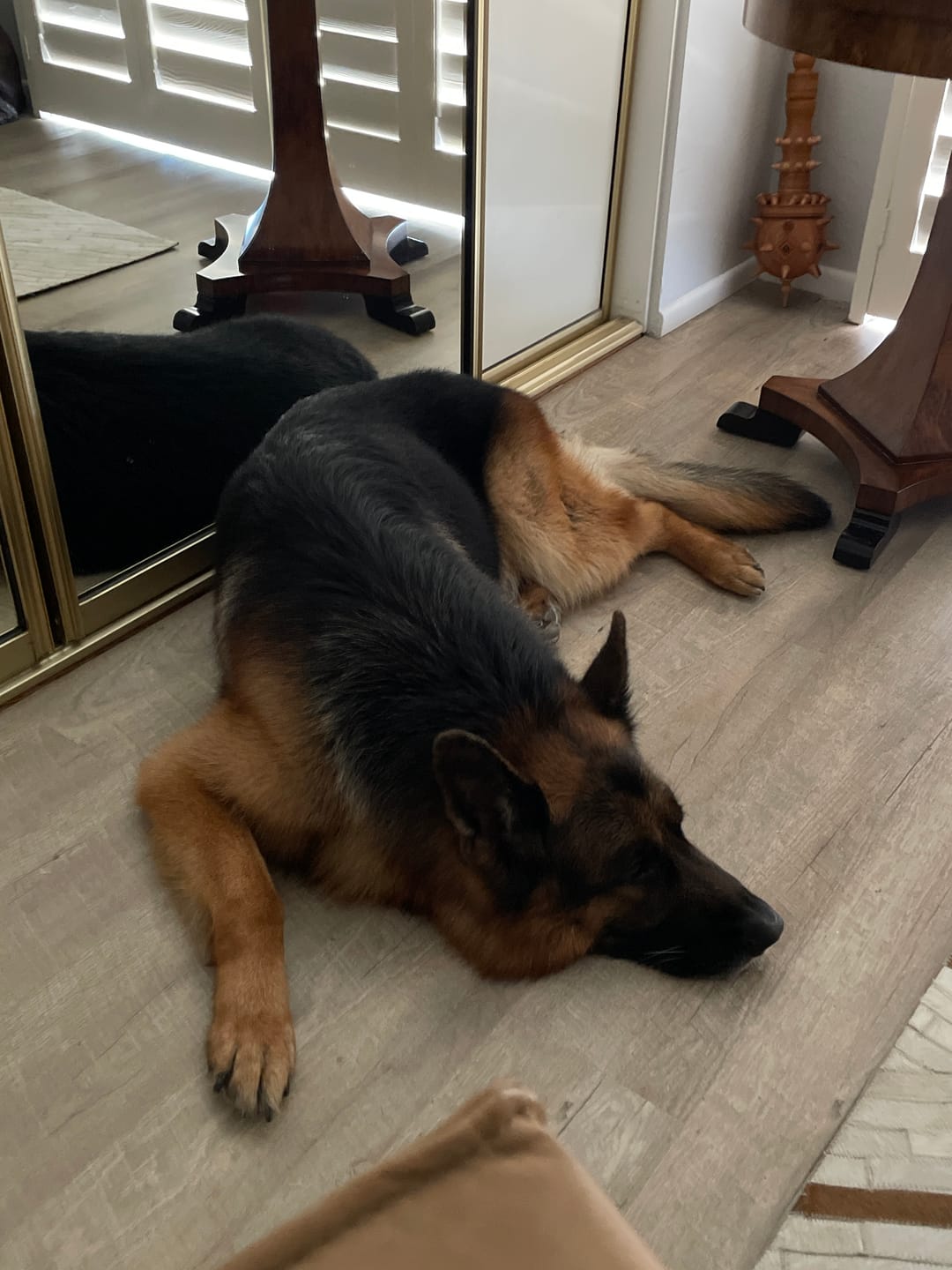 Customer photo review of Super Soft: Organic Dog Conditioner