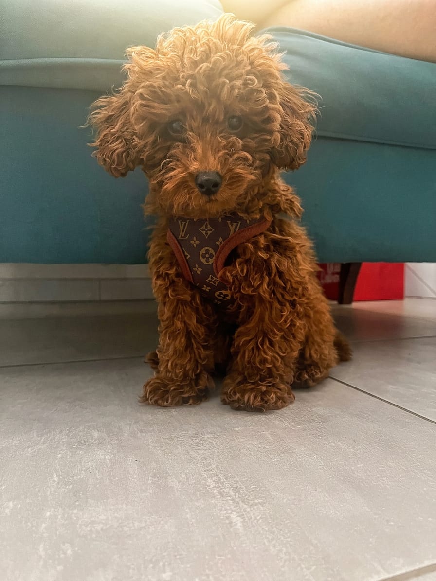 Customer photo review of Pettorina e guinzaglio Louis Pawtton