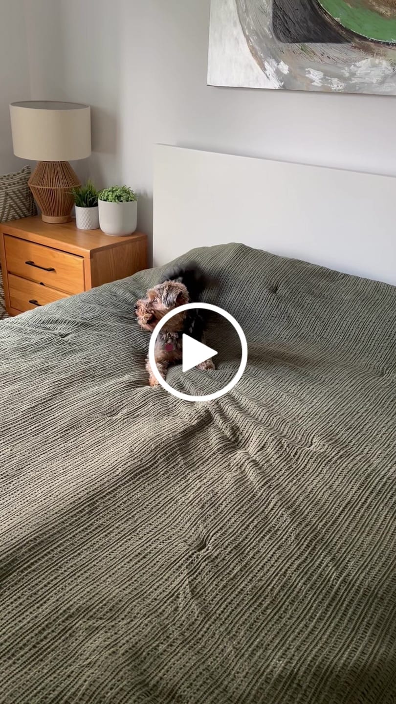 Customer video review of Bully Bargain Bag
