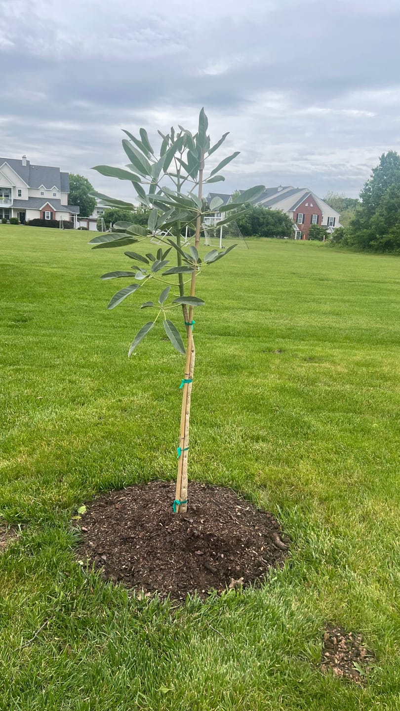 Customer photo review of Yellow Trumpet Tree, Tabebuia Flowering chrysantha