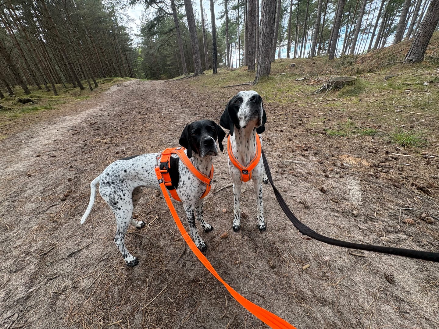Customer photo review of Slip on Harness | Foam Padded - Orange