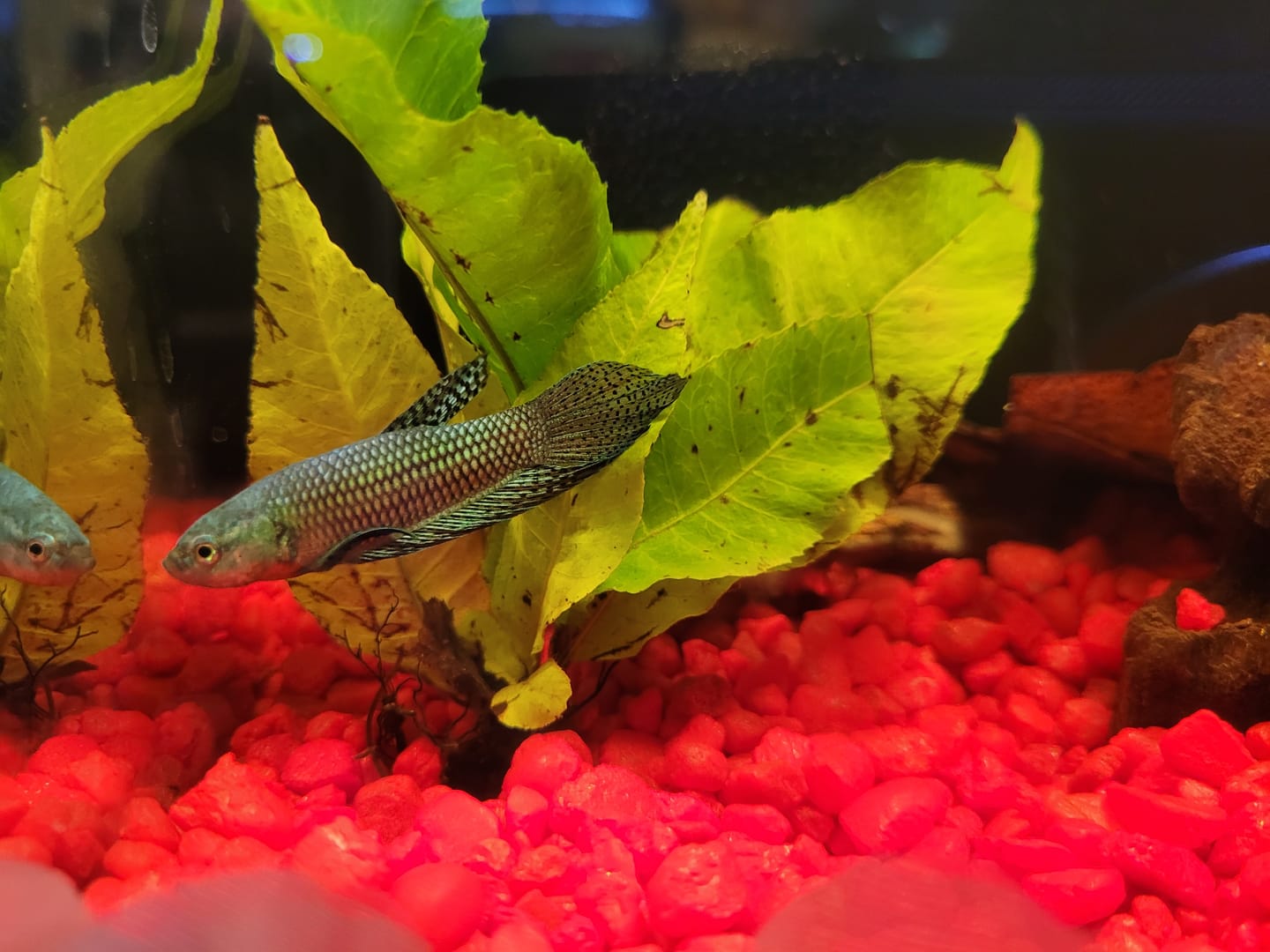 Customer photo review of Wild Alien Green Male Betta Fish