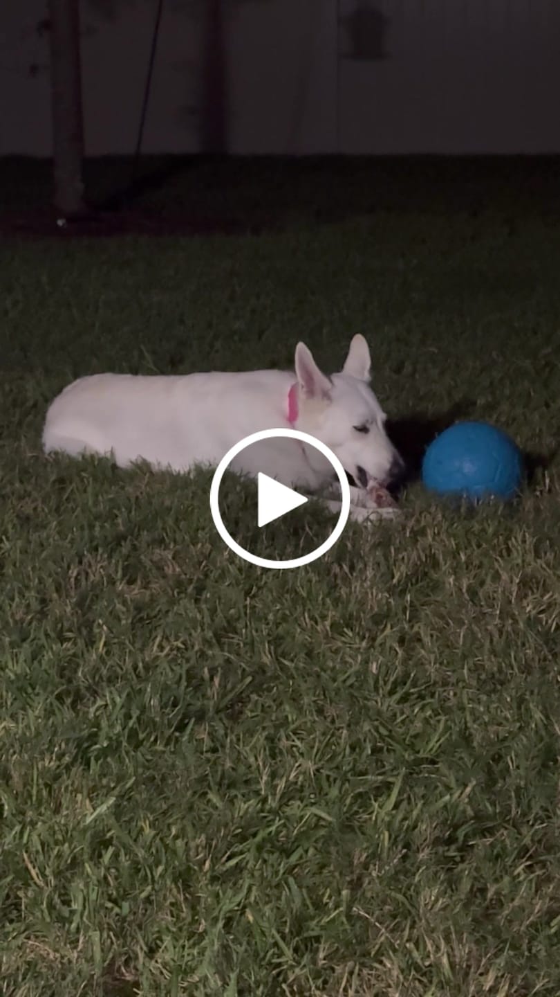 Customer video review of Premium Braided Bully Sticks