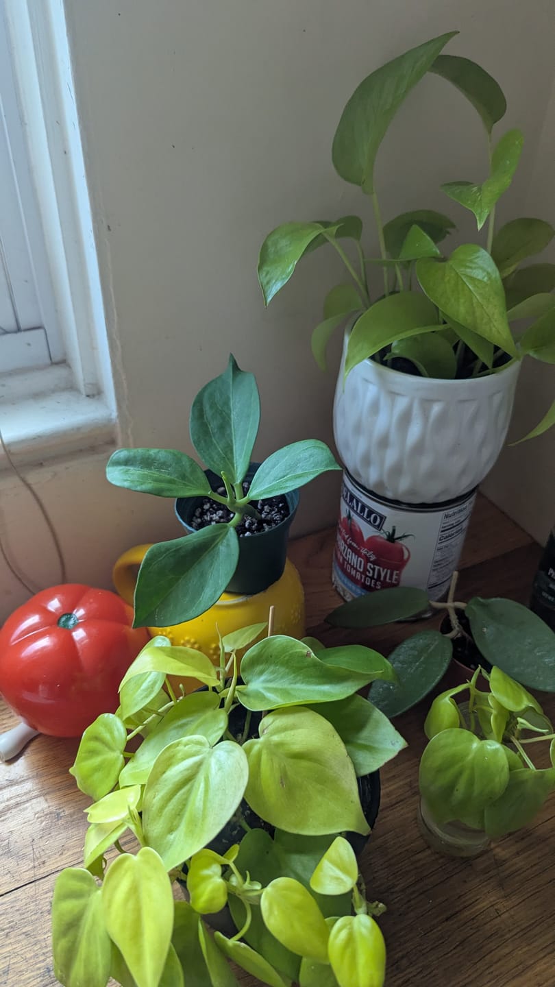 Customer photo review of Hoya pachyclada