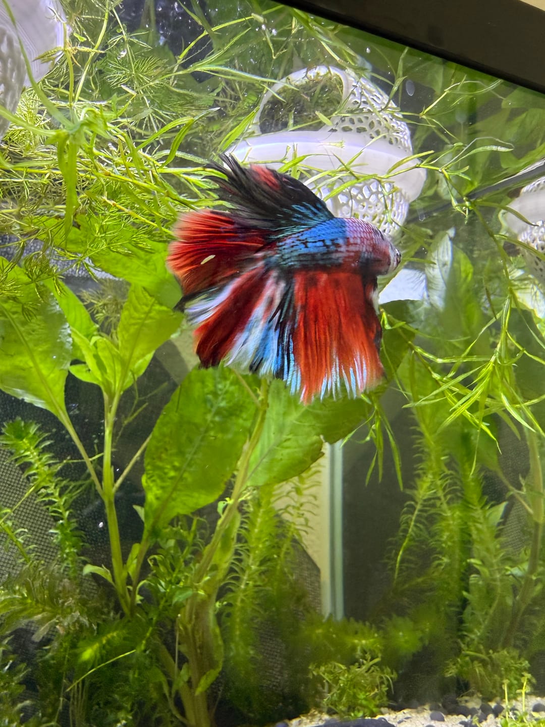 Customer photo review of Multicolor Halfmoon Male Betta Fish | Order Directly From Farm | You Pick Fish