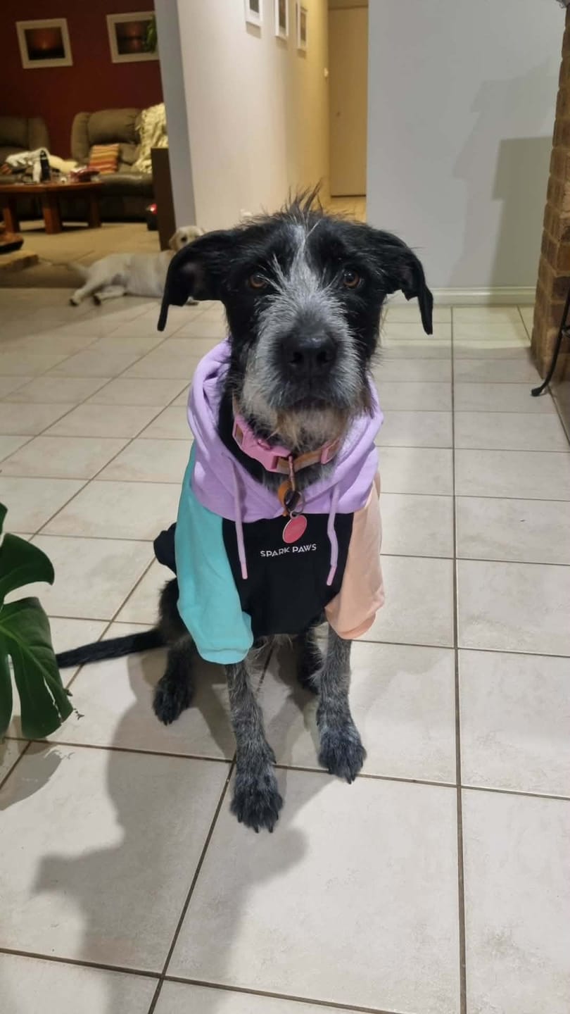 Customer photo review of Cyber Punk Dog Hoodie