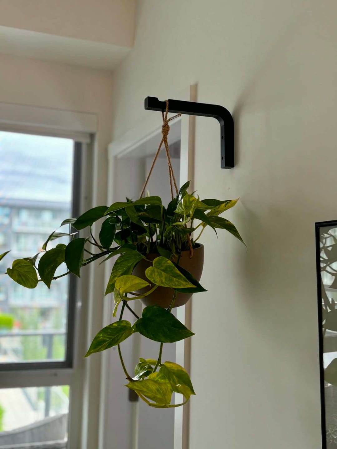 Customer photo review of 8" & 12" Signature Stone Hanging Planter