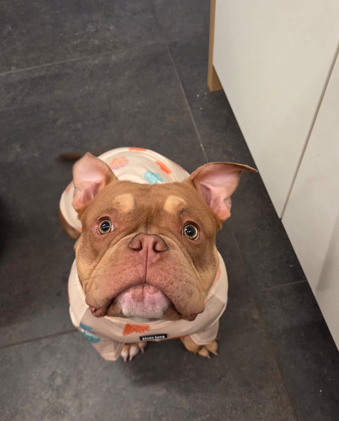 Customer photo review of Sunblock Dog T-Shirt - Seashell