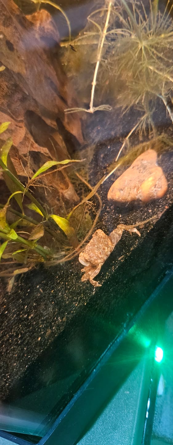 Customer photo review of Freshwater Pom Pom Crab (Ptychognathus barbatus)