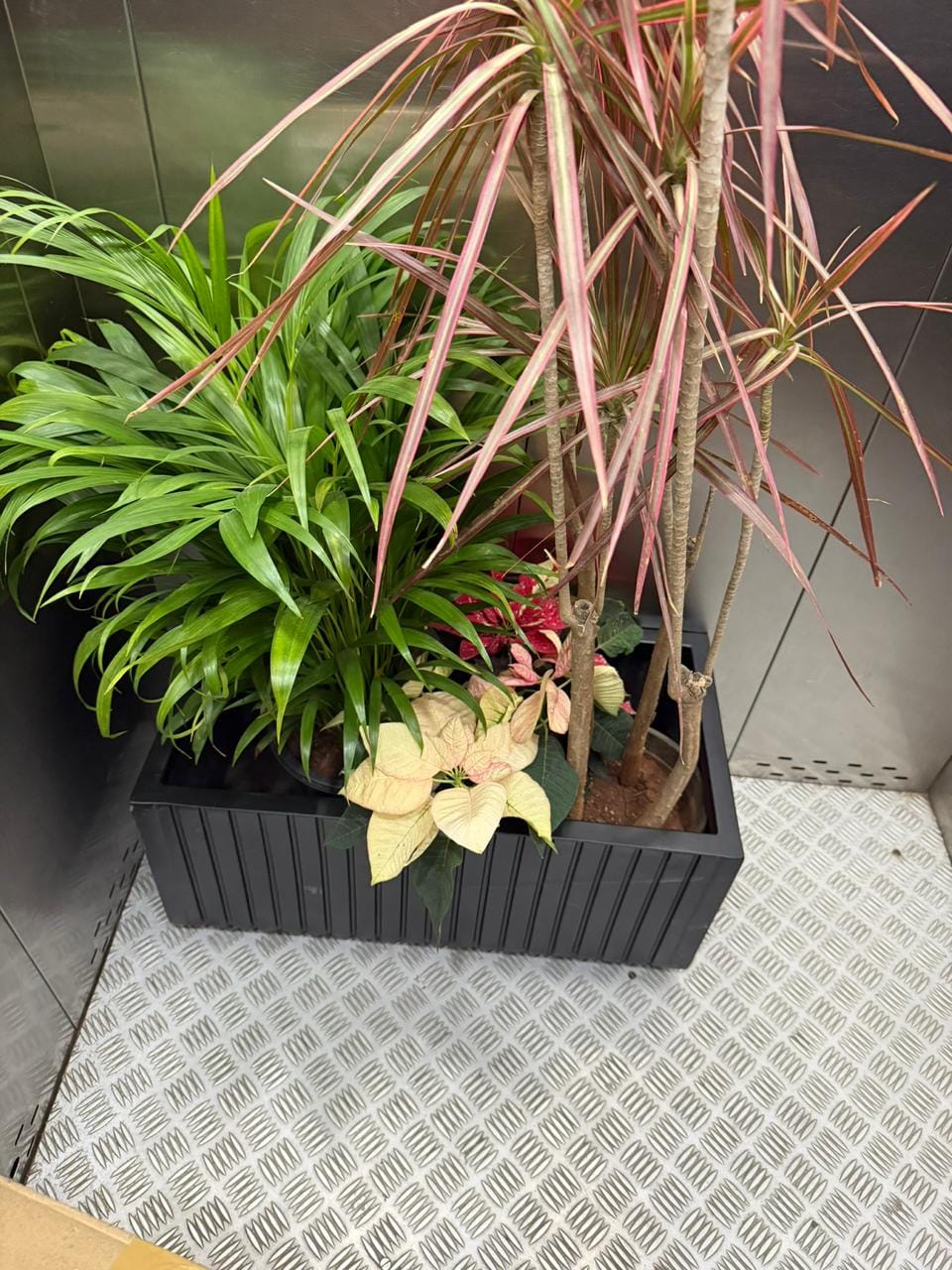 Customer photo review of Recta Planter