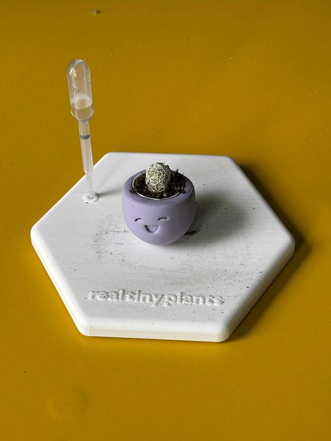 Customer photo review of Little Lavender