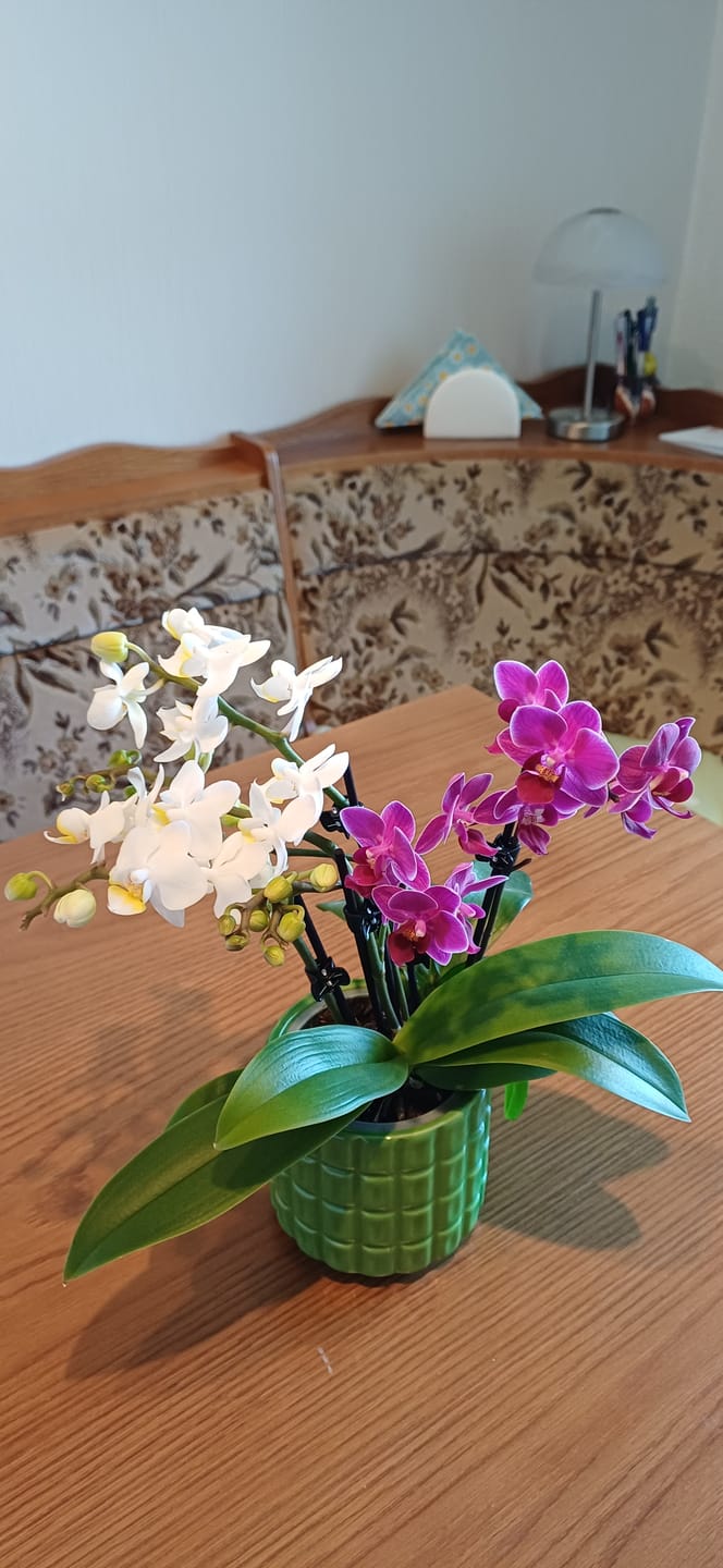 Customer photo review of Cocktail Orchidee mit violett-weißen Blüten und 5+ Rispen