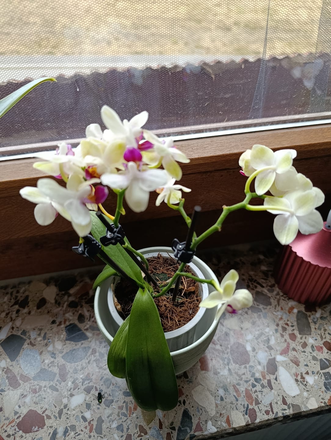 Customer photo review of Table Dance Sunny mit gelben Blüten und 2 Rispen