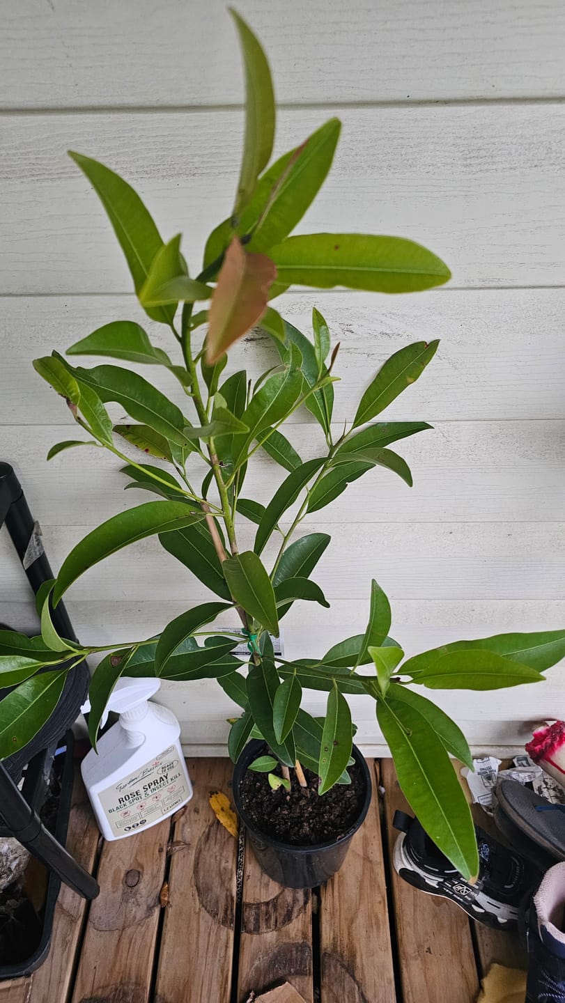 Customer photo review of Sapodilla / Chicku