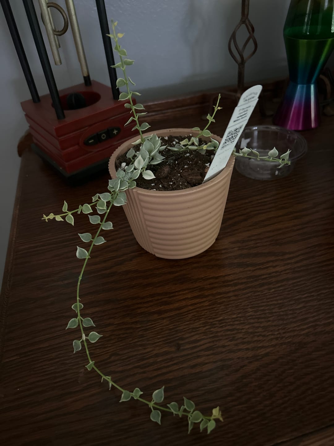 Customer photo review of Dischidia ruscifolia 'Variegata' "Million Hearts"
