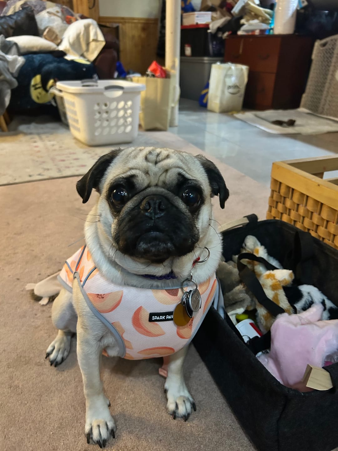 Customer photo review of Chilltech™ Dog Cooling Vest 2 Pack