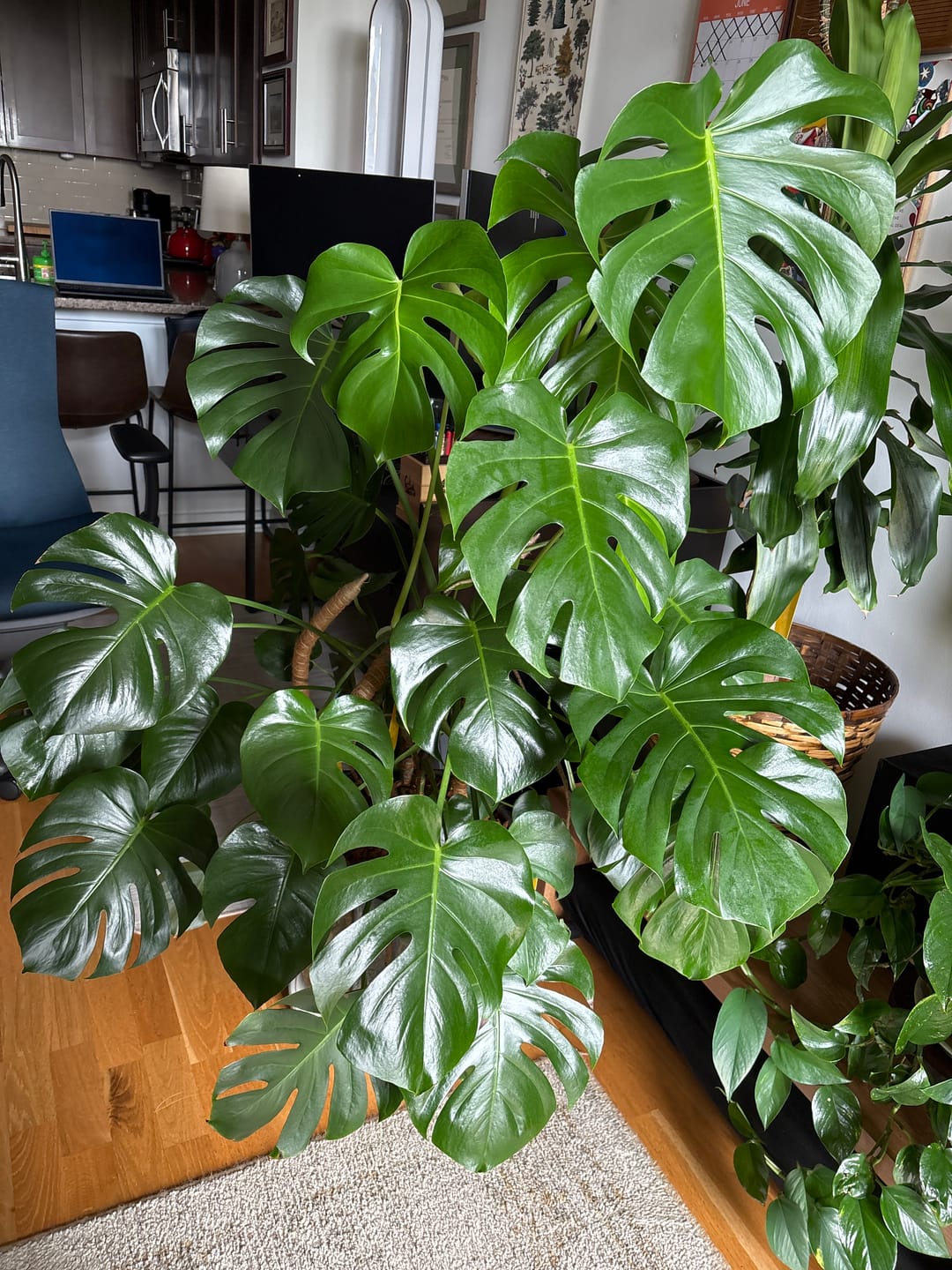Customer photo review of Fungus Gnat Death Drops