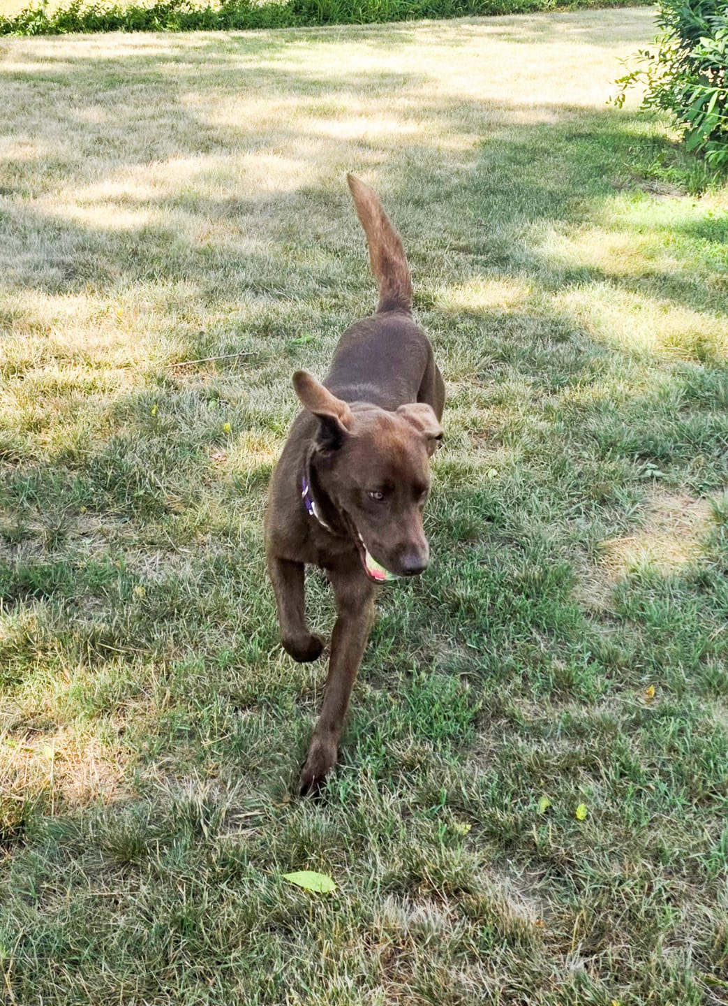Customer photo review of WUNDERball - Best Fetch Toy