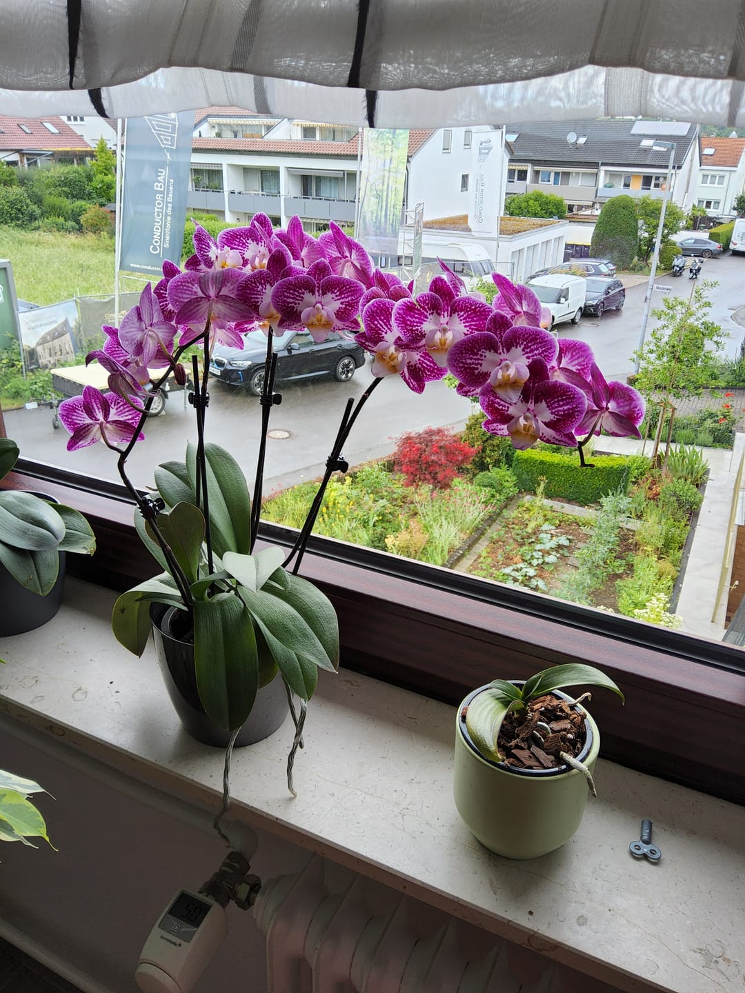 Customer photo review of Große Two of Us Rombley mit magentaroten-gefleckten Blüten und 3 Rispen