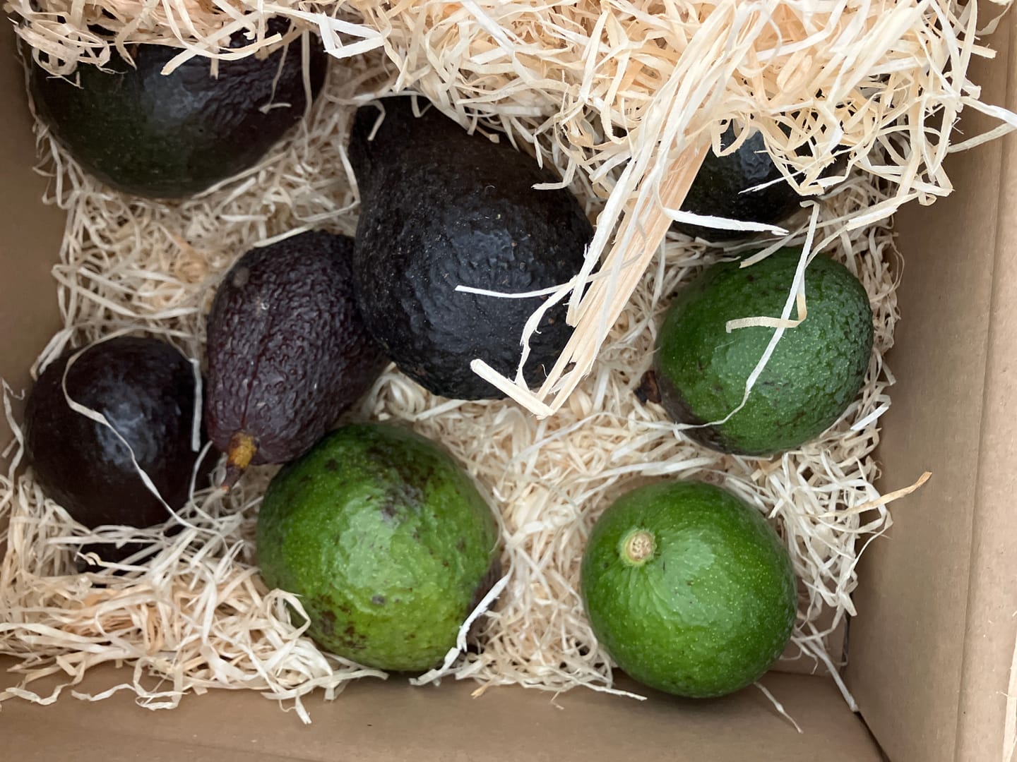 Customer photo review of Avocado Retterbox "Späternte" von Juan 3kg
