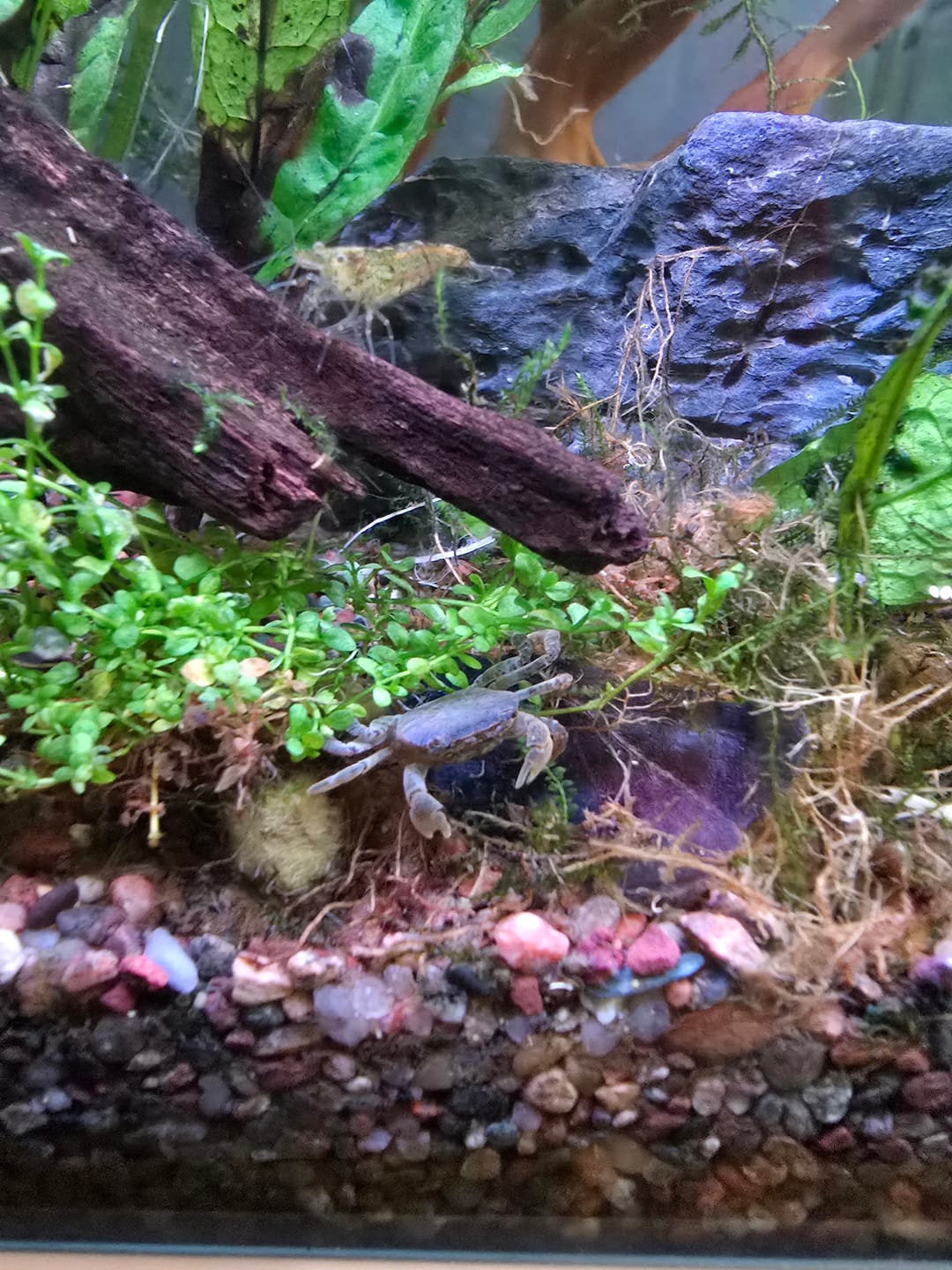Customer photo review of Freshwater Pom Pom Crab (Ptychognathus barbatus)