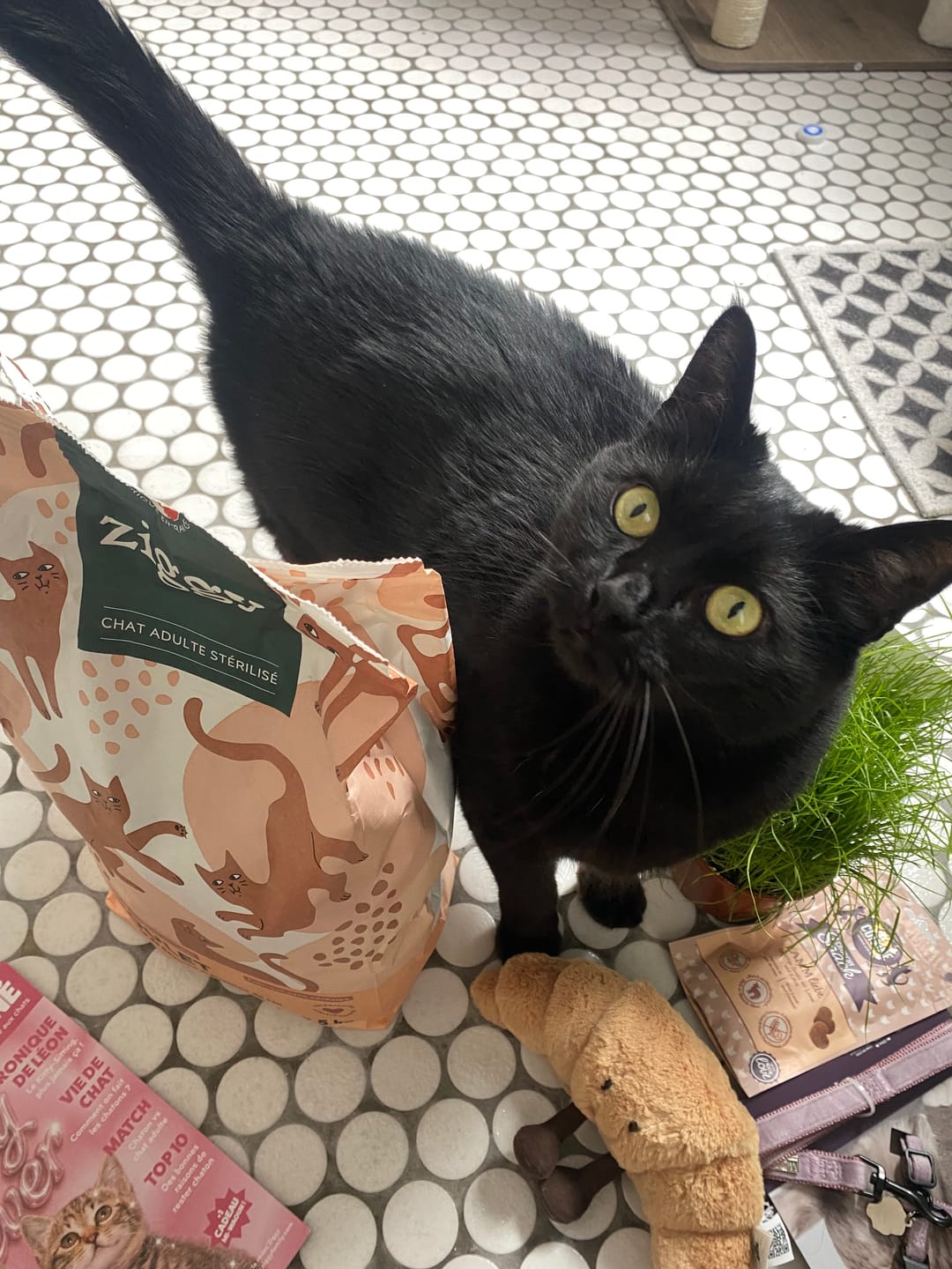 Customer photo review of Croquettes Chat Stérilisé Sans Céréales - Poulet