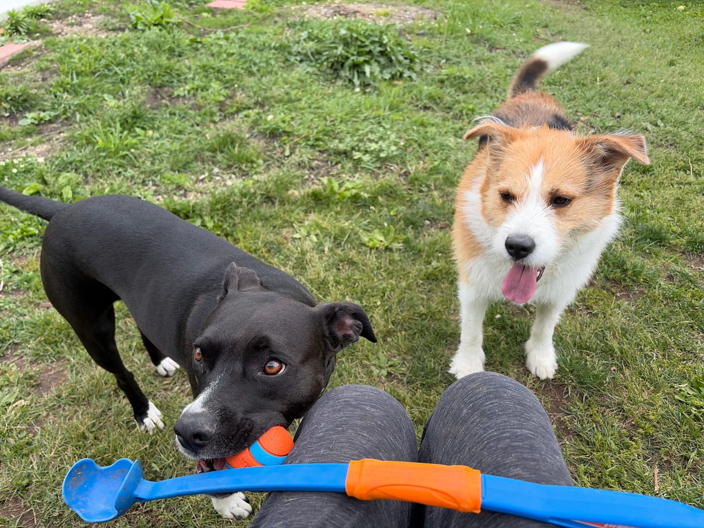 Customer photo review of Simparica TRIO - Triple Protection for Dogs in One Tasty Monthly Chew