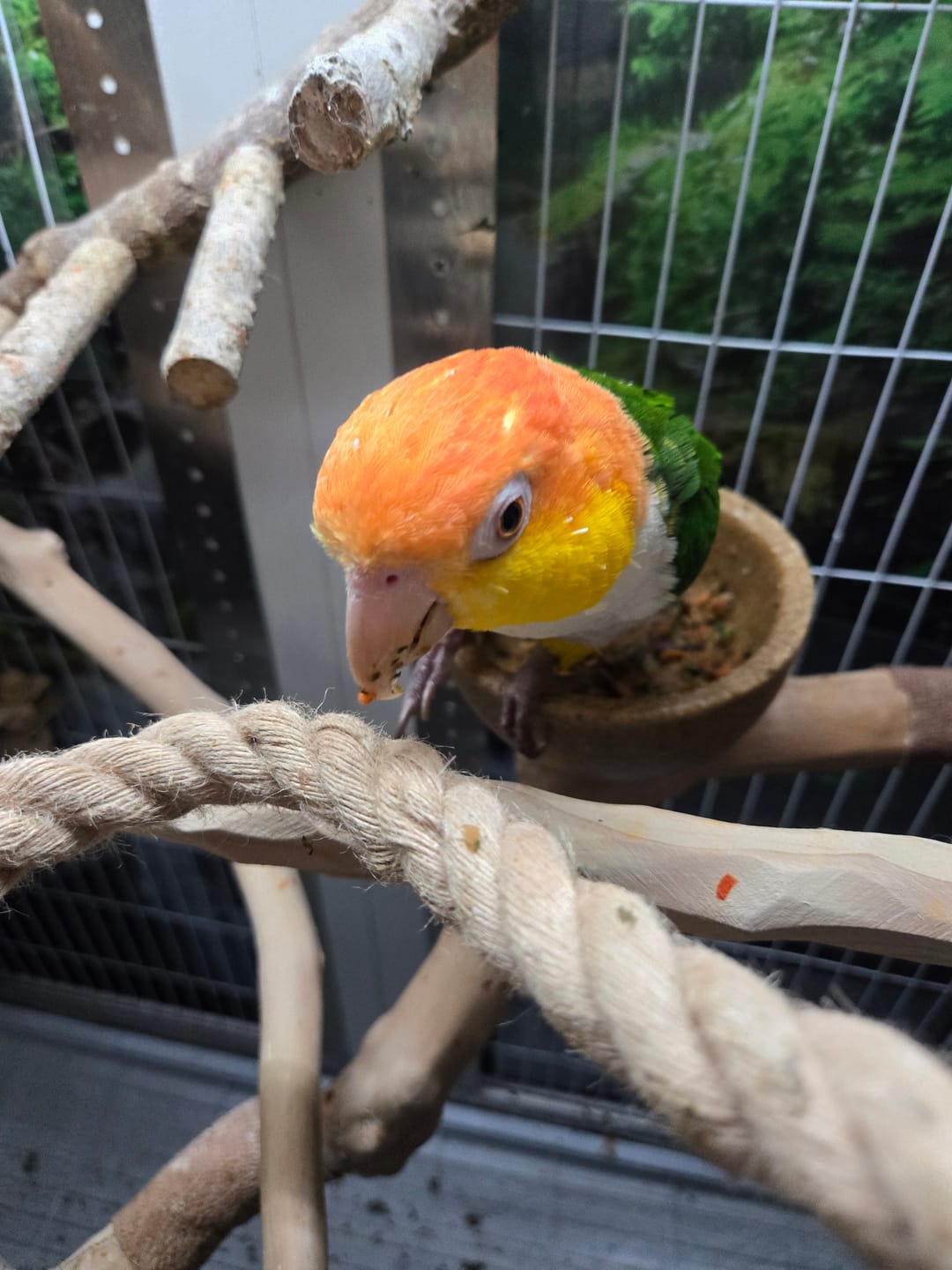 Customer photo review of Freeze Dried Bird Chop – Healthy Daily Food for Parakeets, Cockatiels & Parrots