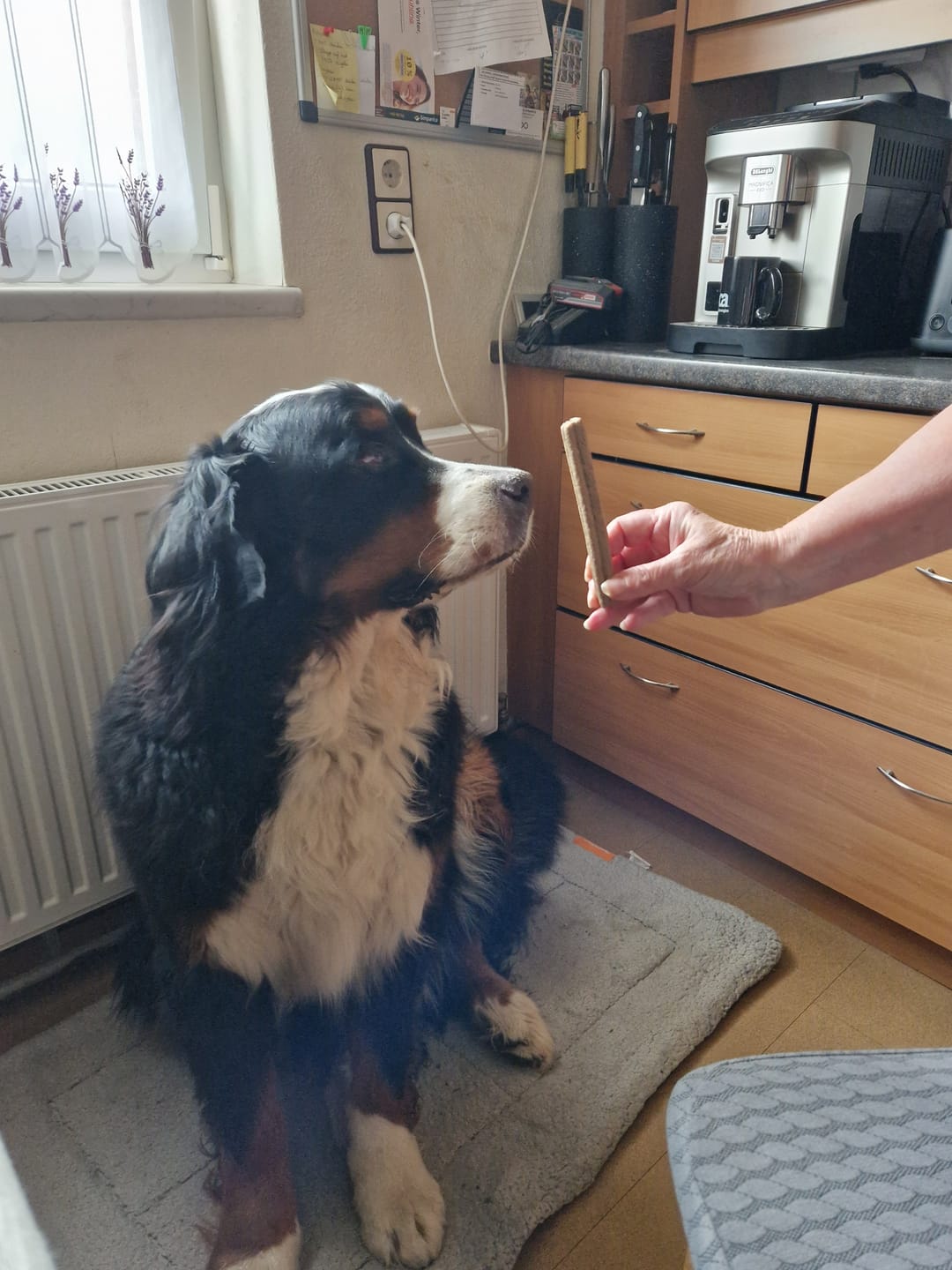 Customer photo review of Kräuter Dentals für Hunde zur Zahn- und Darmpflege (150g)