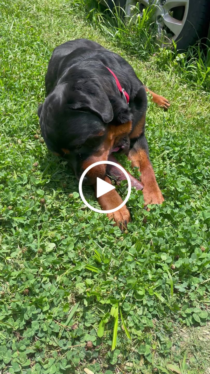 Customer video review of Smoked Beef Marrow Bones — Stuffed Edition (Limited Time)