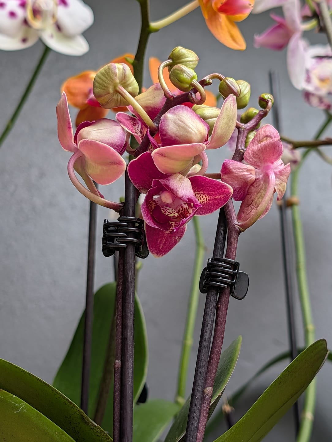 Customer photo review of Pelorische Orchidee Table Dance Chamonix mit weinroten Blüten und 2+ Rispen