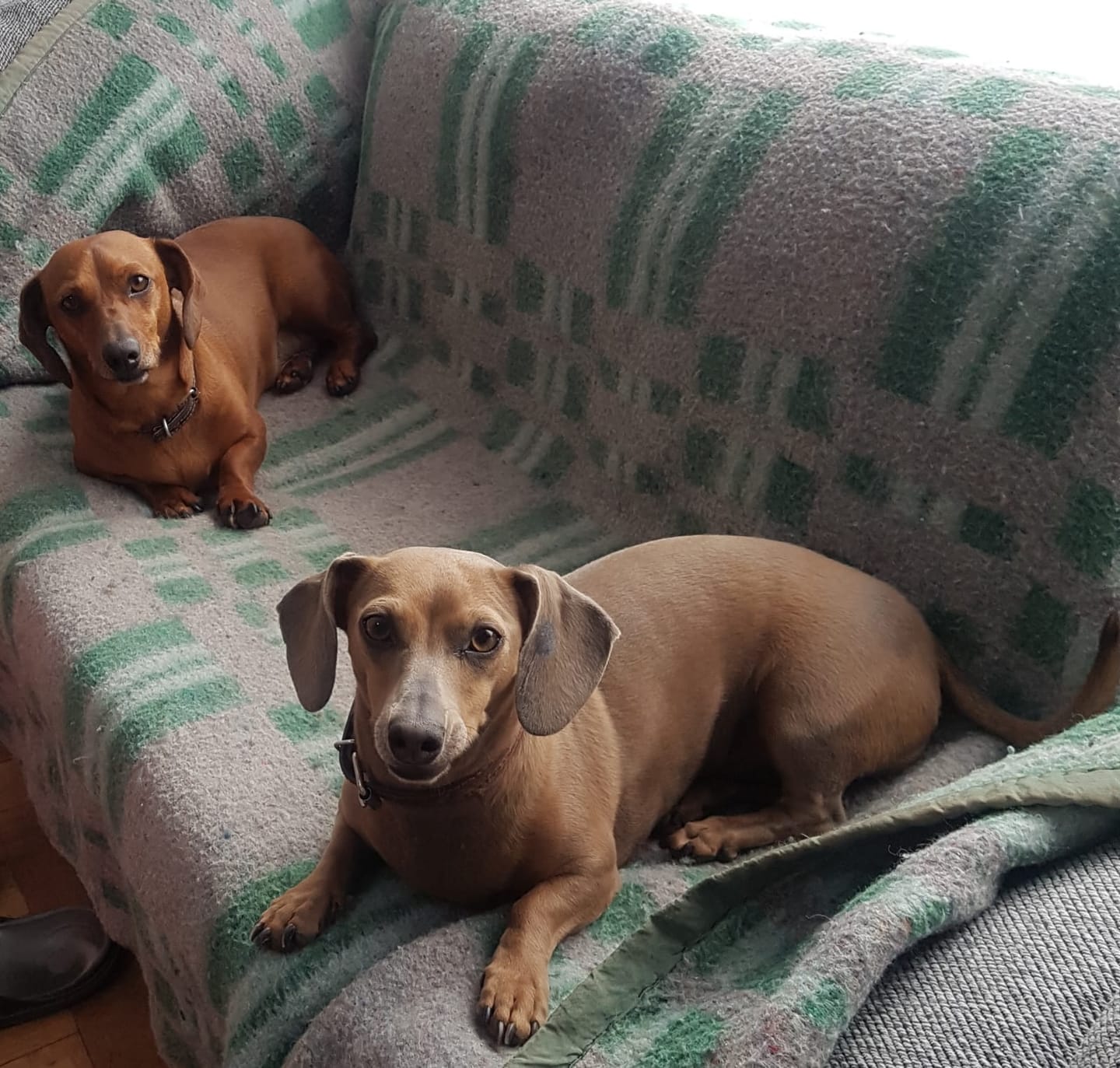 Customer photo review of PetFamily Foods Grain Free