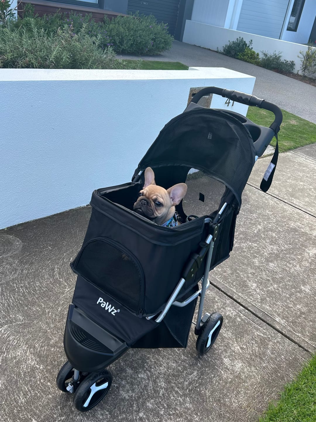 Customer photo review of Large Dog Stroller - 3 Wheels