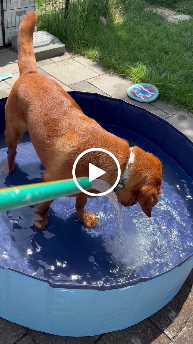 Customer video review of NEW Pop-Up Foldable Outdoor Dog Bath & Swimming Pool With Side Drain (Aqua Blue)