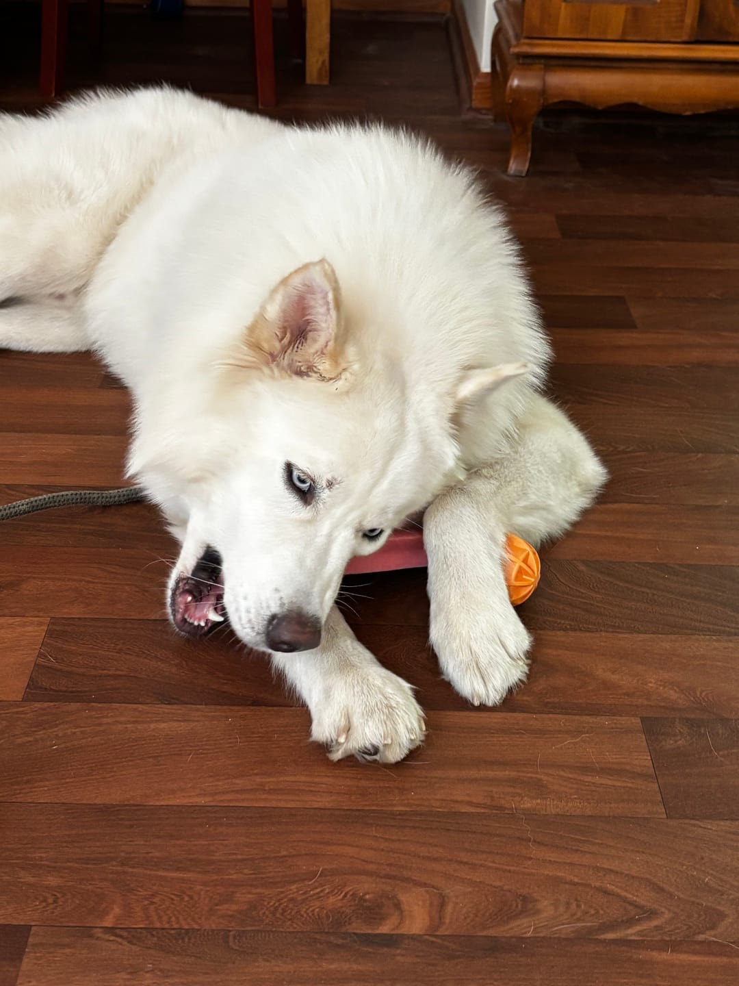 Customer photo review of Himalayan Yak Chews — 4 Flavor Pack | Long-Lasting Natural Dog Chews
