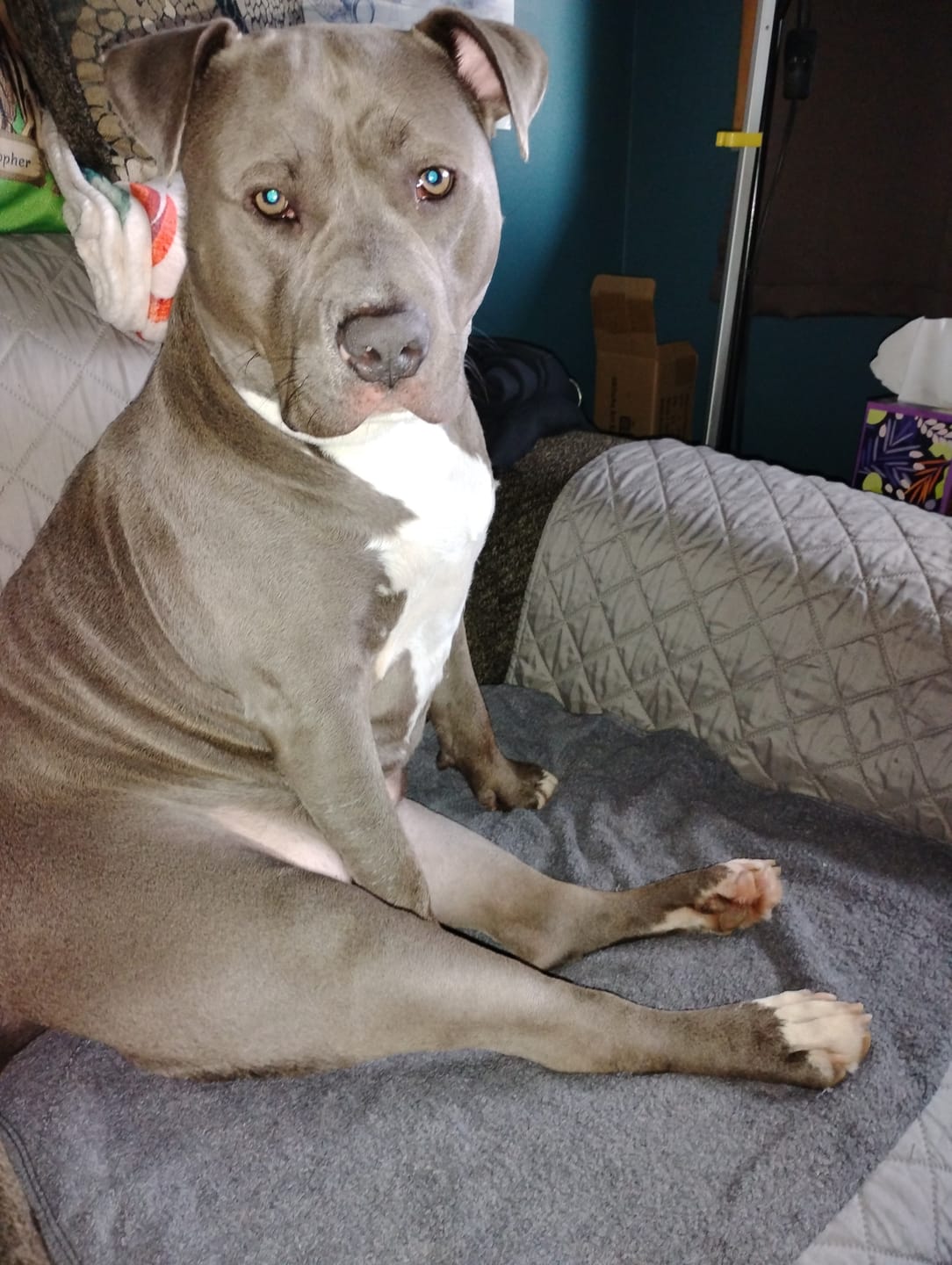 Customer photo review of Daily Preventative Powder - Canine & Cat