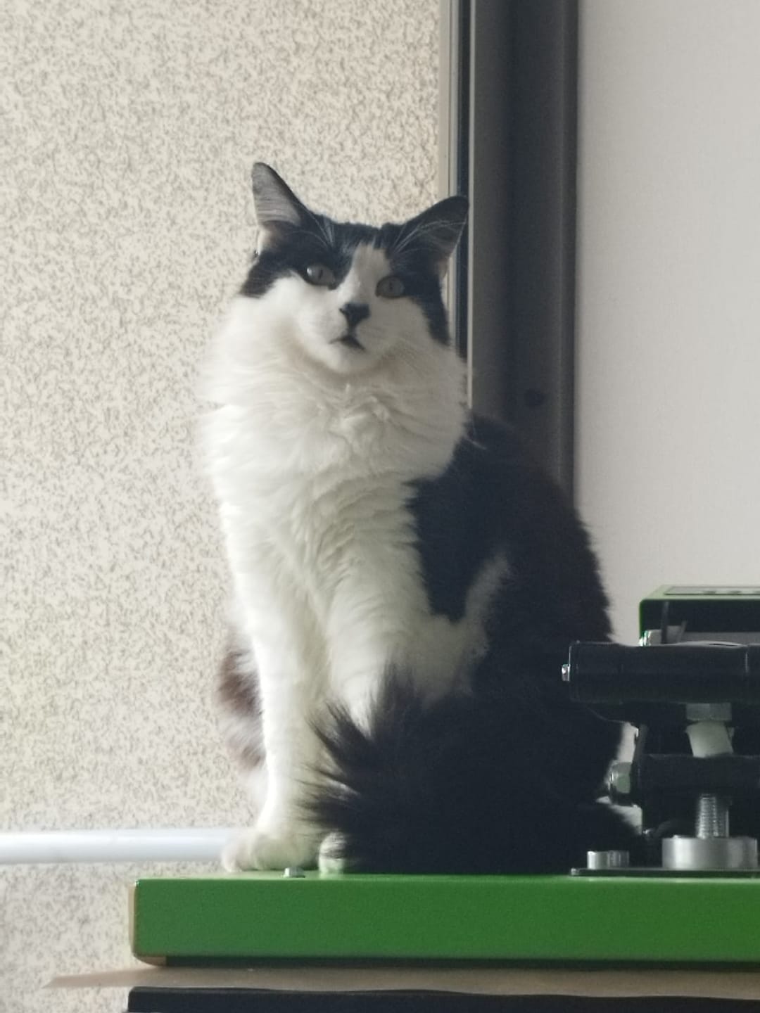 Customer photo review of NÓMADE GATO ADULTO 10 Kg