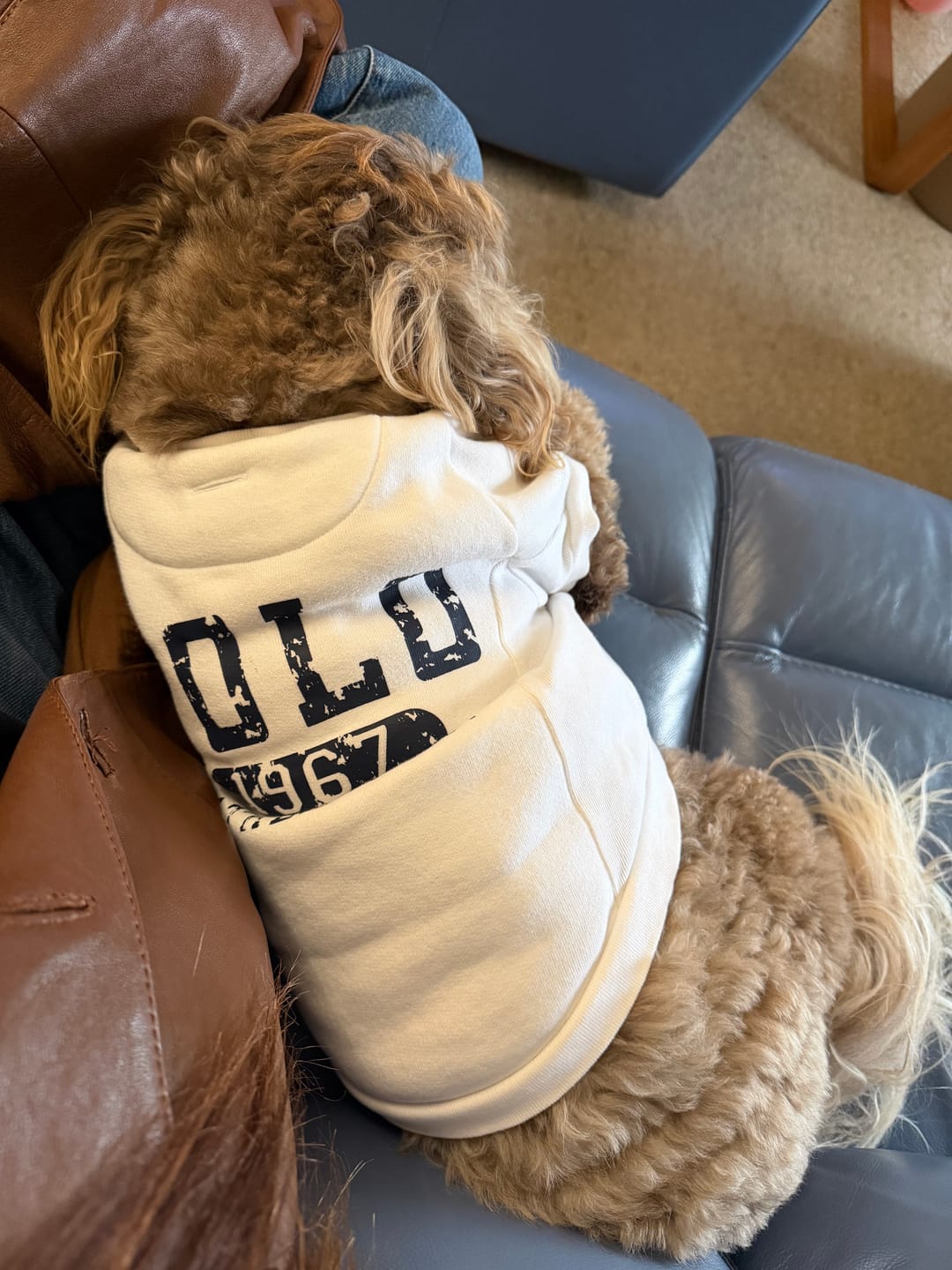 Customer photo review of Polo Ralph Lauren Fleece Dog Sweatshirt