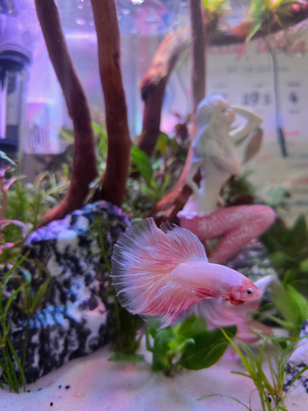 Customer photo review of Pink Sakura Halfmoon Male Betta Fish | Grower Pick