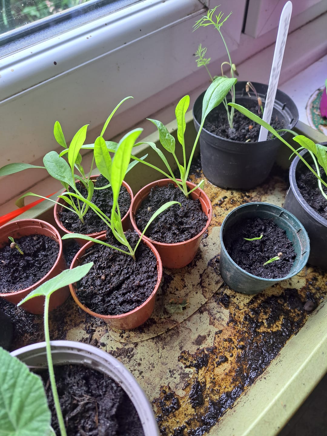 Customer photo review of Buy 4 bags of Compost and get a Pouch of Feed for FREE!