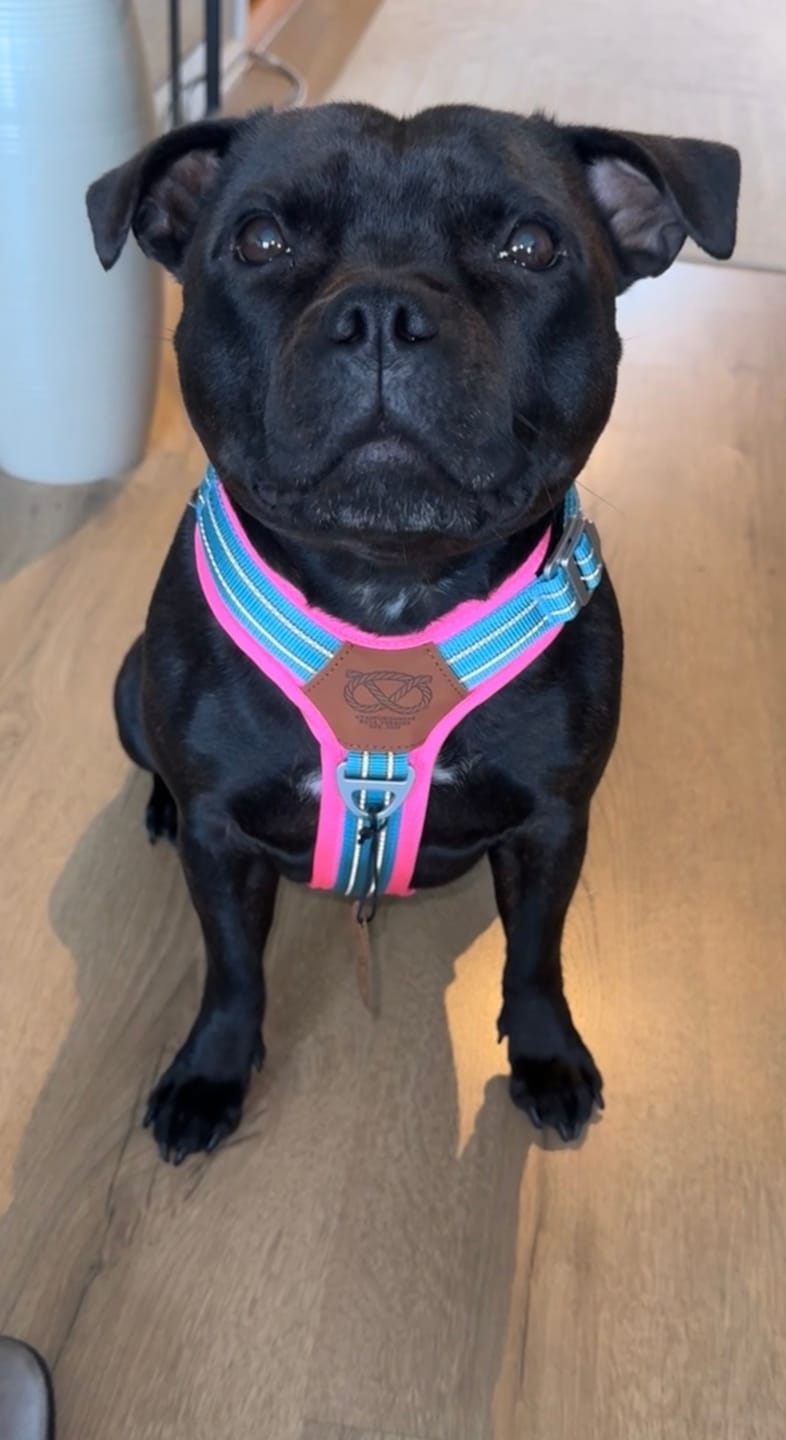 Customer photo review of Staffordshire Bull Terrier 1935® Harness & Leash Set - Harley's Miami Edition - Aqua & Neon Pink