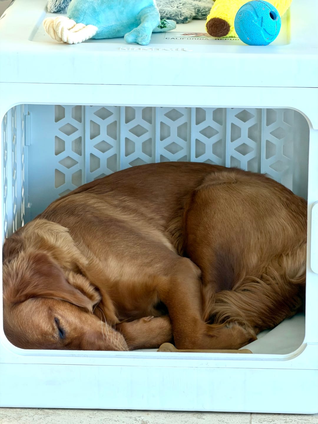 Customer photo review of PAWD®  Modern Collapsible Dog Crate