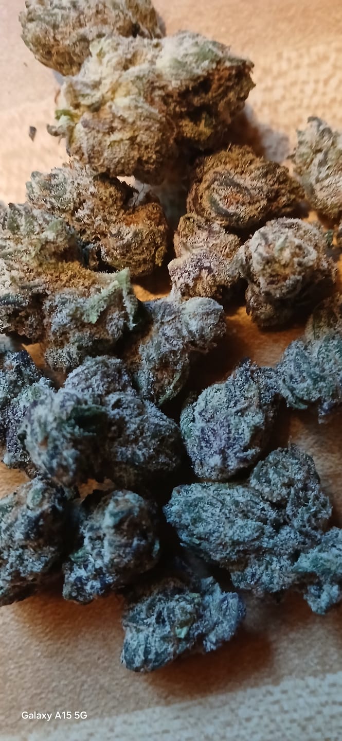 Customer photo review of Elite Boutique Exotic Bolo Runtz - Bulk- Indica