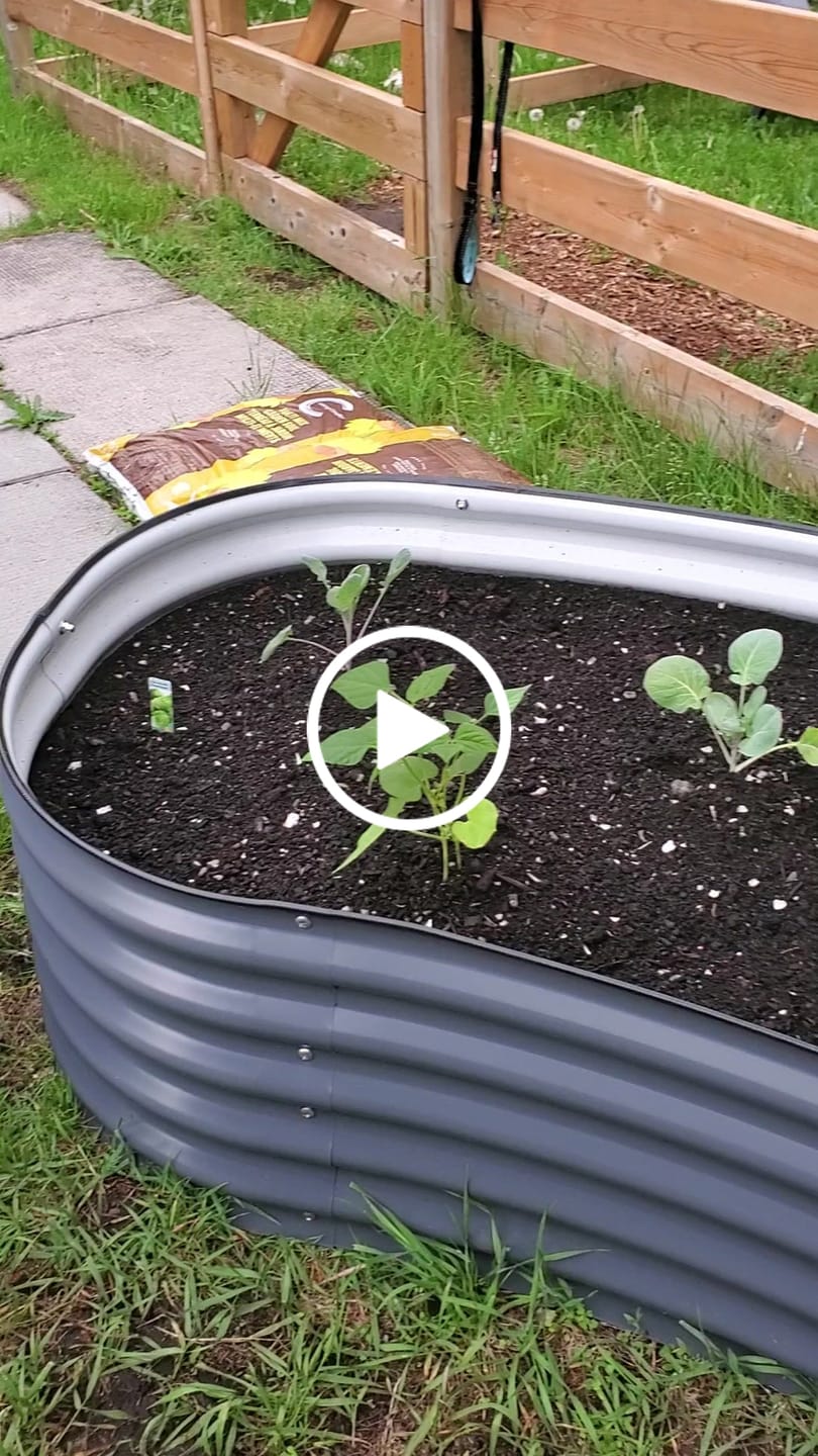 Customer video review of 17" Tall Crescent