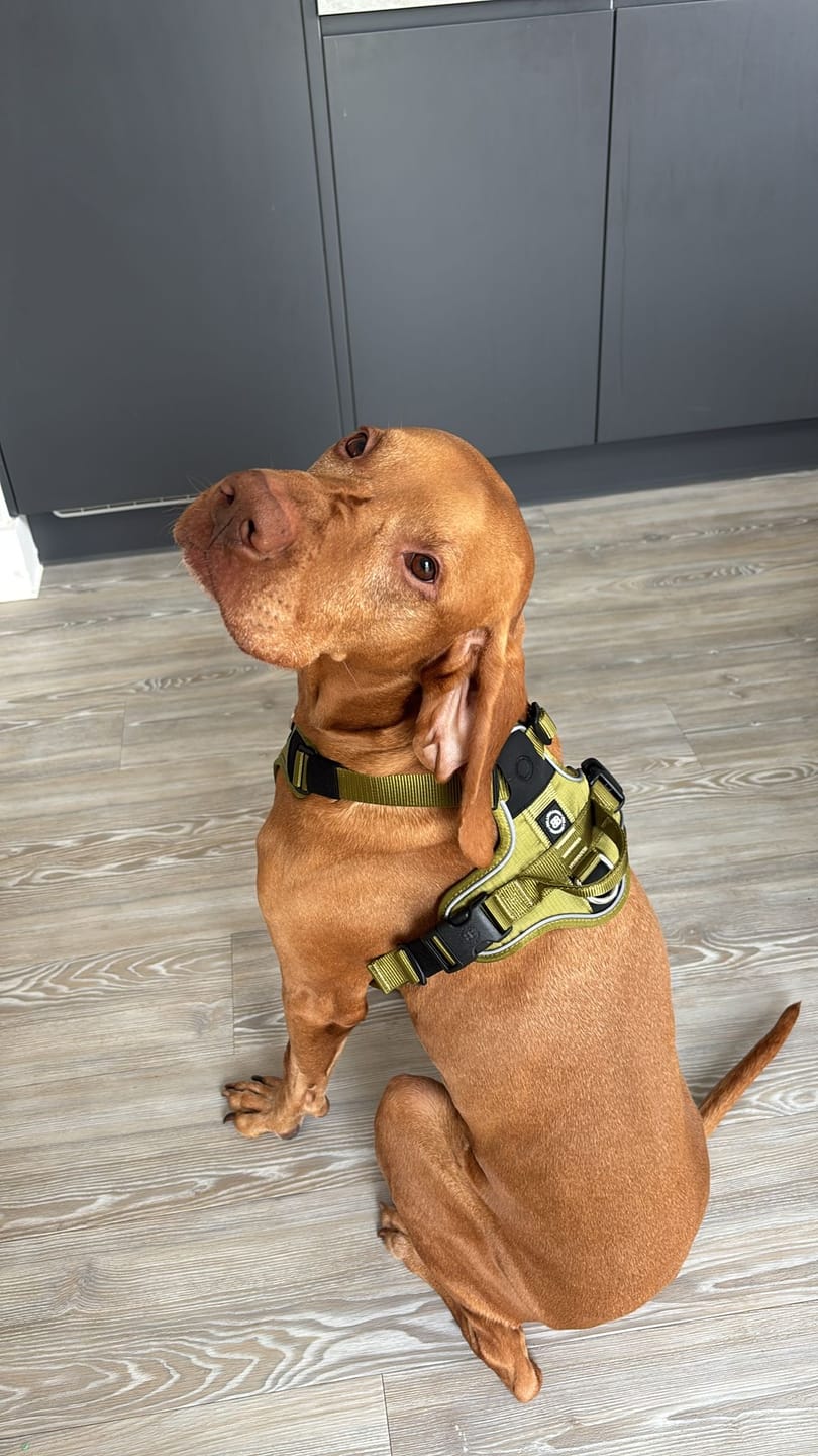 Customer photo review of Anti Pull Hurricane Harness Lighter | With Handle - Olive Green