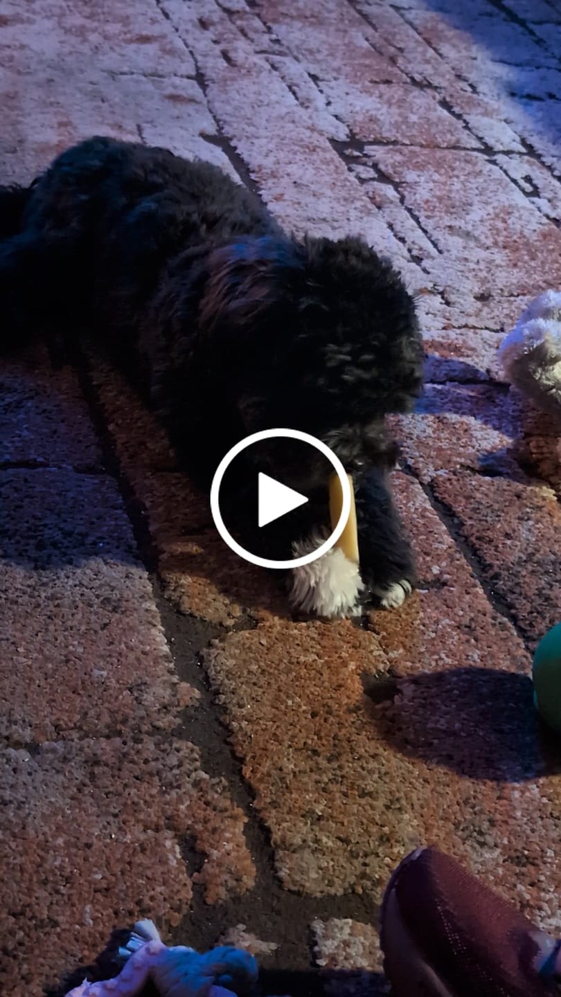 Customer video review of Pumpkin Himalayan Yak Chews | Long-Lasting Natural Dog Chew