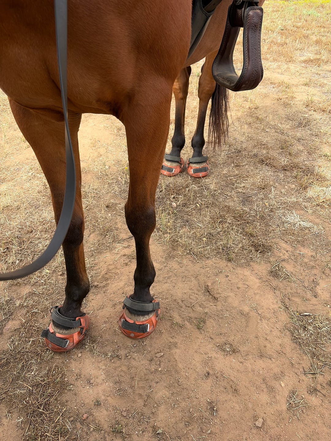 Customer photo review of Renegade® Viper Shield™ Hoof Boot - Arizona Copper